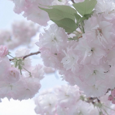 Furry插画风格探索兽圈群